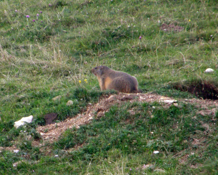 RODITORI E LAGOMORFI SELVATICI